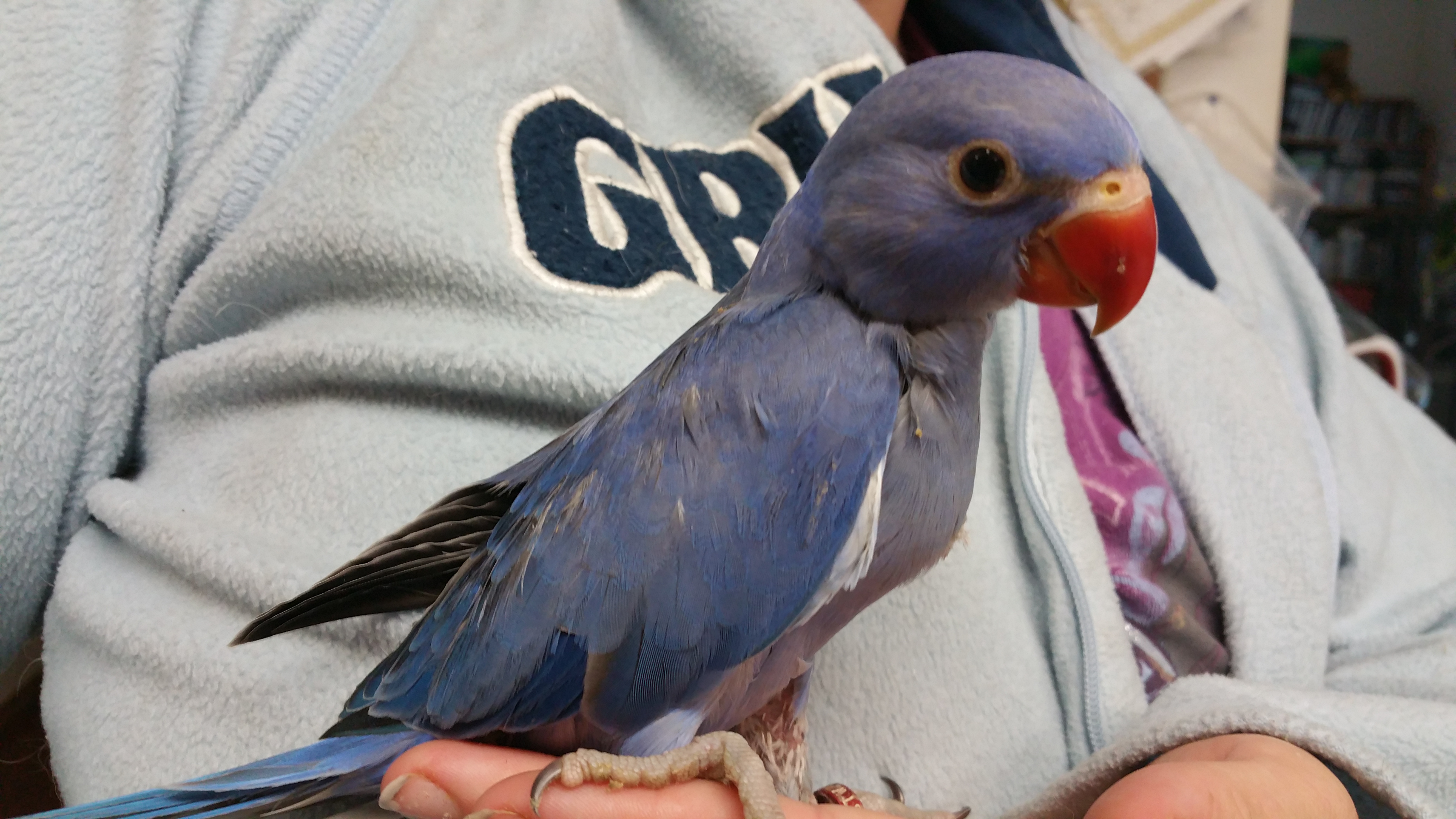 Indian Ringneck Whidbey Birds