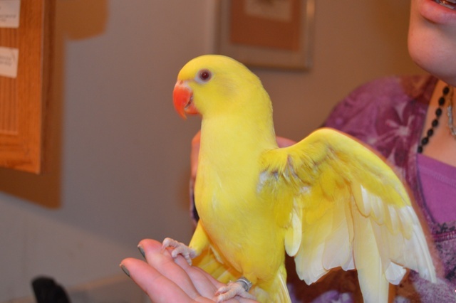 Ringneck Parakeet Facts, Pet Care, Temperament, Diet, Pictures
