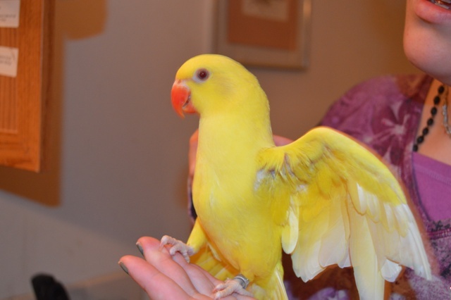 Ringneck baby parrots for hot sale sale