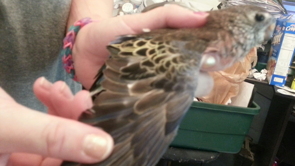 Nail, Beak & Wing Trimming | whidbey birds