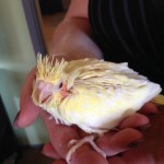 baby tiel 3