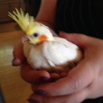 baby tiels 814