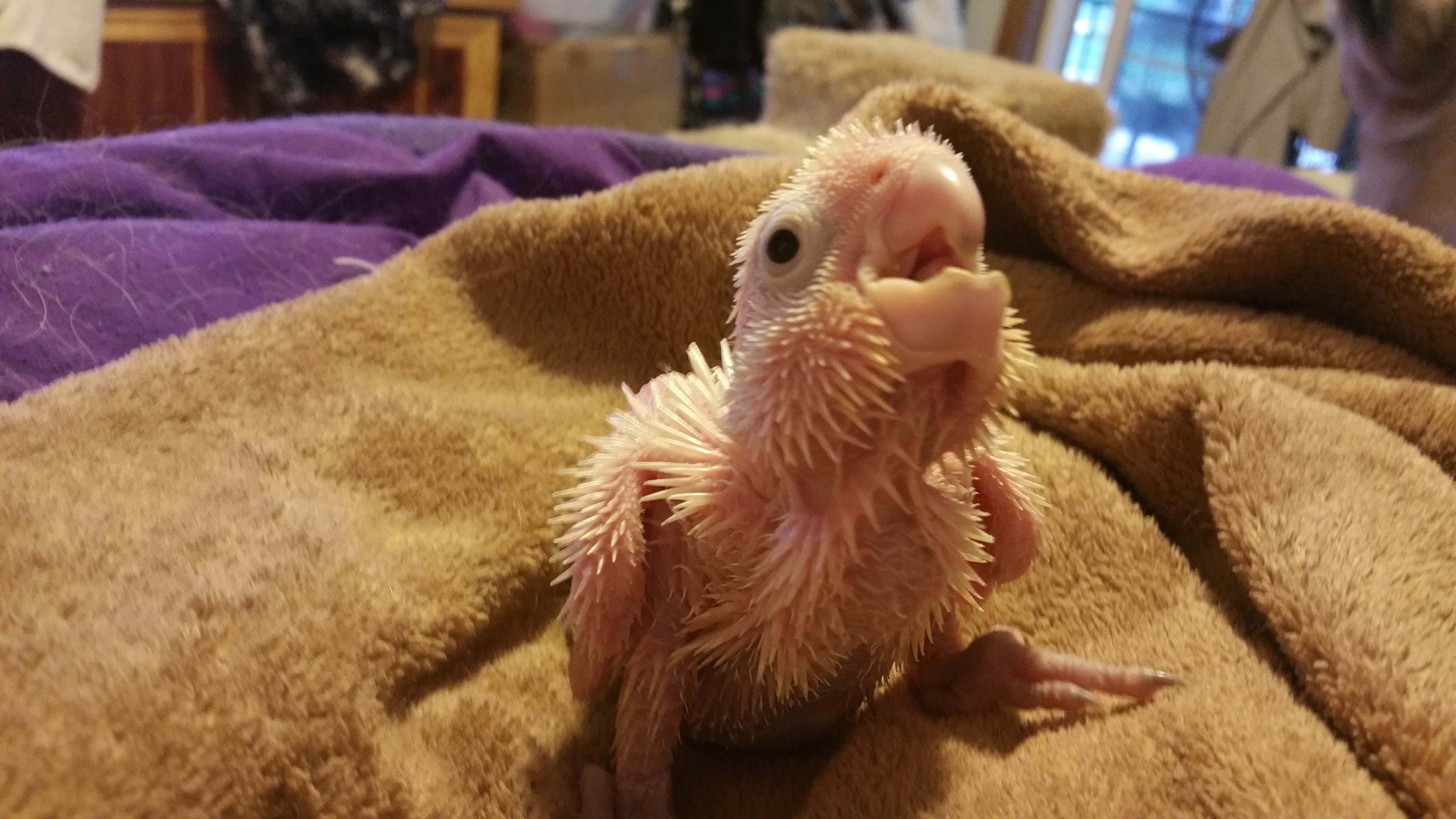 baby cockatoo pictures baby cockatoo pictures