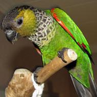 black capped conure adult