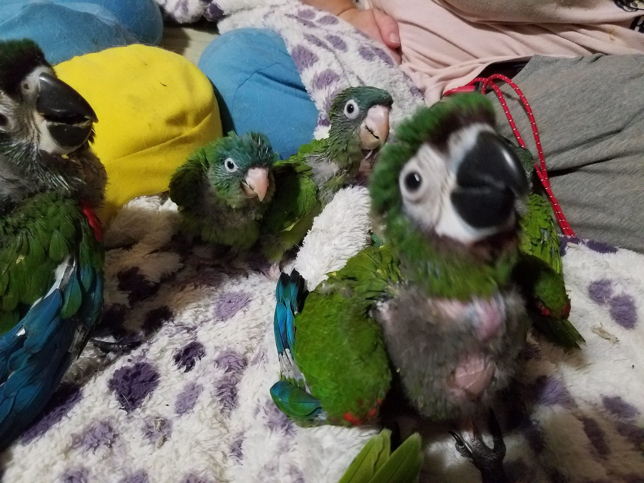 Severe Macaws Handraised Babies We Sell Handfed Baby Birds,Cooking Kitchen Sets For Kids